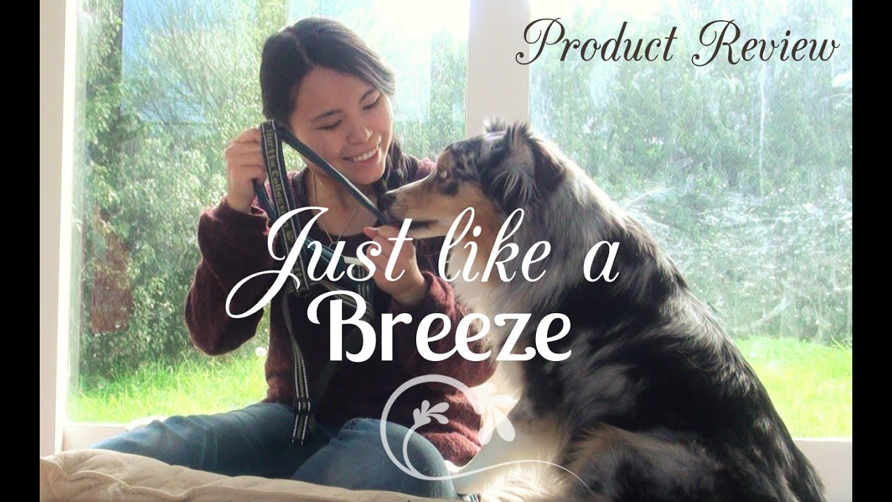Pet Product Review #08 - Hurtta Updated Padded Y-Harness