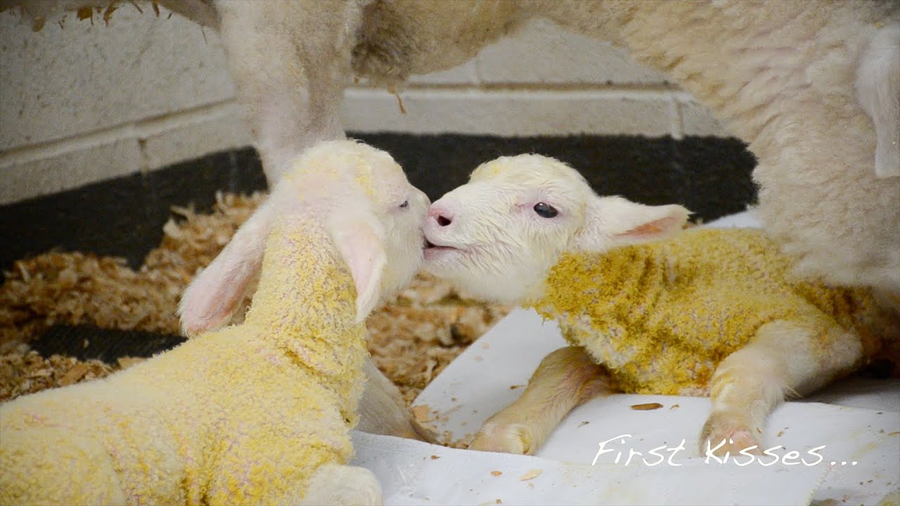 Baby Steps: Twin Lambs Celebrate Life’s Firsts at Farm Sanctuary