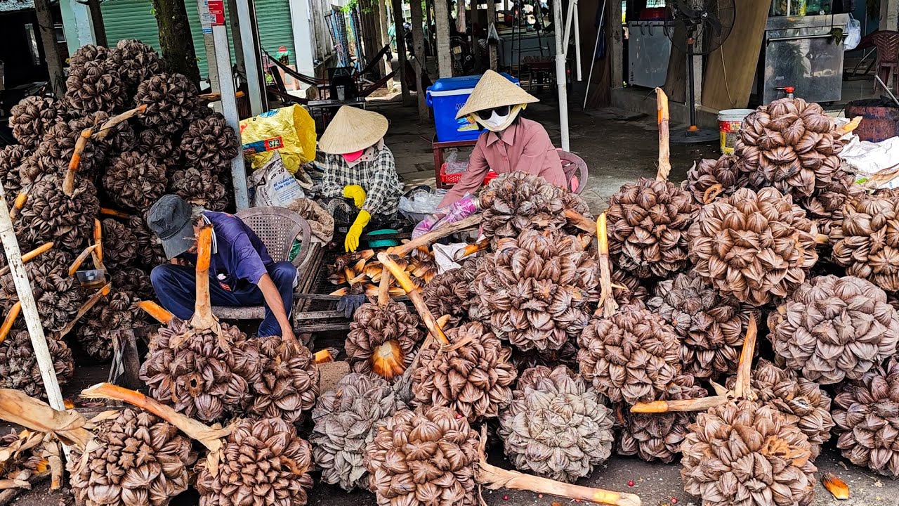 Must Try Before You Die! Best Tropical Fruits Collection