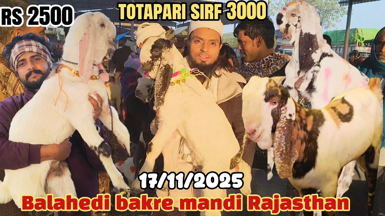 Balahedi bakre mandi live update 17/11/2025 Rajasthan ki Sabse Badi Bakra Mandi