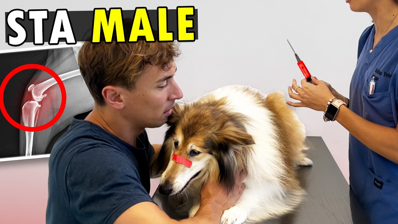 LITZ STA MALE ❤️‍🩹 PORTO IL MIO CANE DAL VETERINARIO