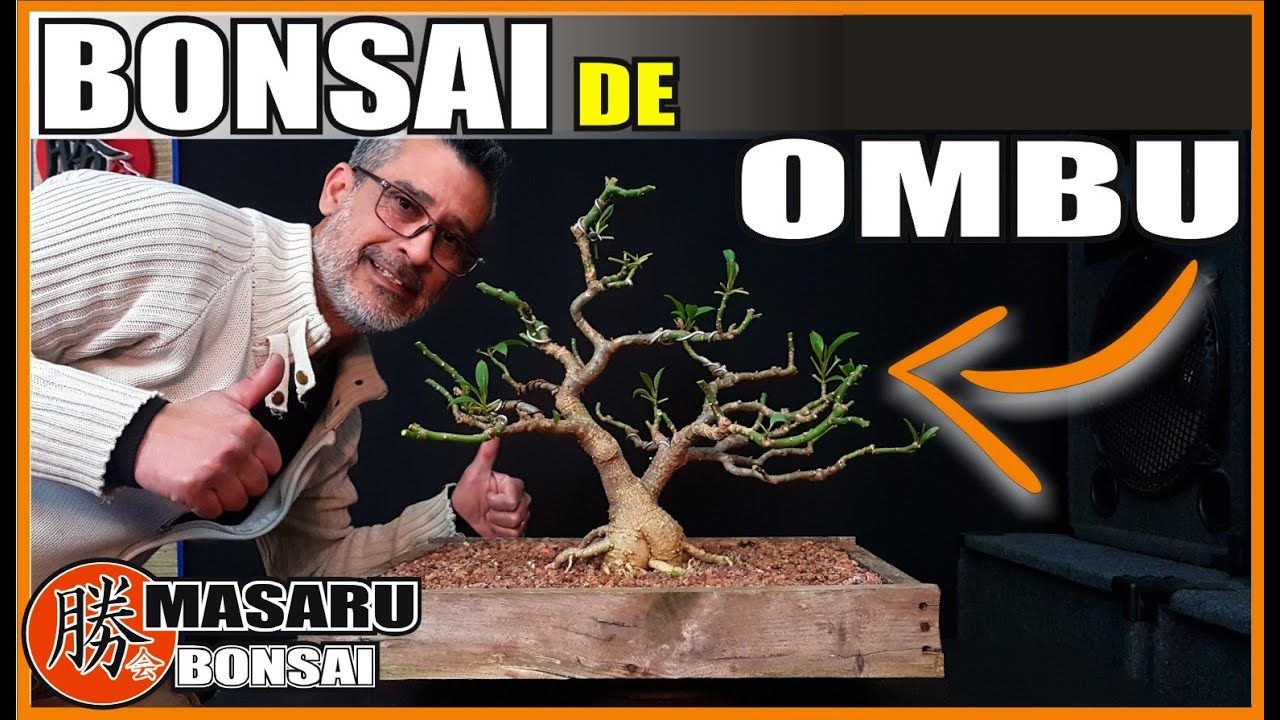 CUANDO PODAR Y TRASPLANTAR UN OMBU BONSAI *MUY FACIL* HAZLO YA!!!!!❤