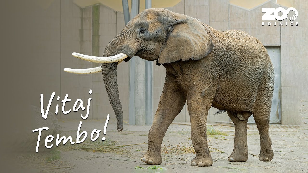 Vitaj Tembo! Ďalší významný krok v chove slonov v Bojniciach.