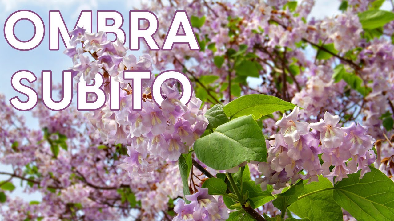 Paulownia tomentosa, coltivazione di un albero dalla crescita velocissima!