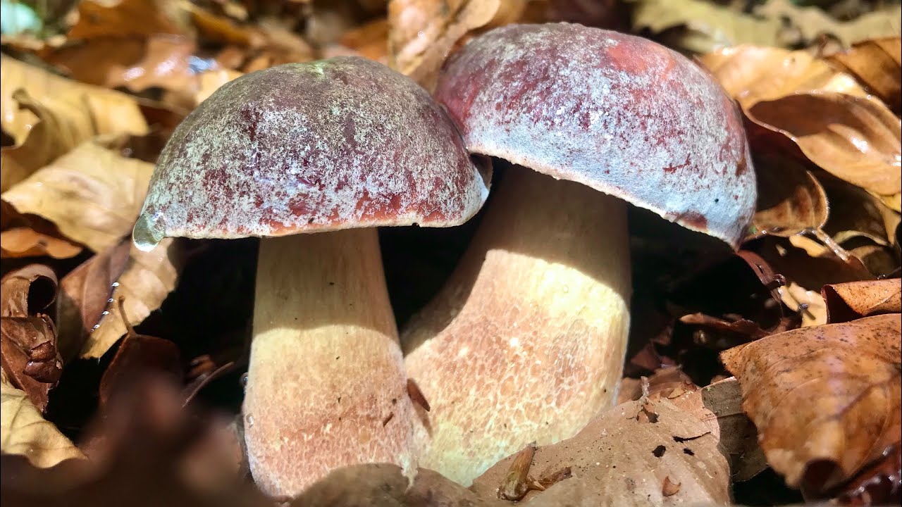 BOLETUS PINOPHILUS Y EDULIS, Con la compañía de @sonekinda y @Travesiaruraloficial