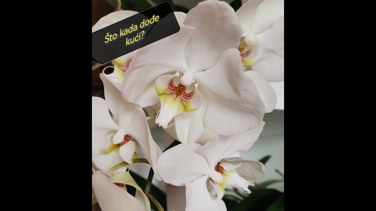 PHALAENOPSIS ORHIDEJA, što kada dođe kući ???