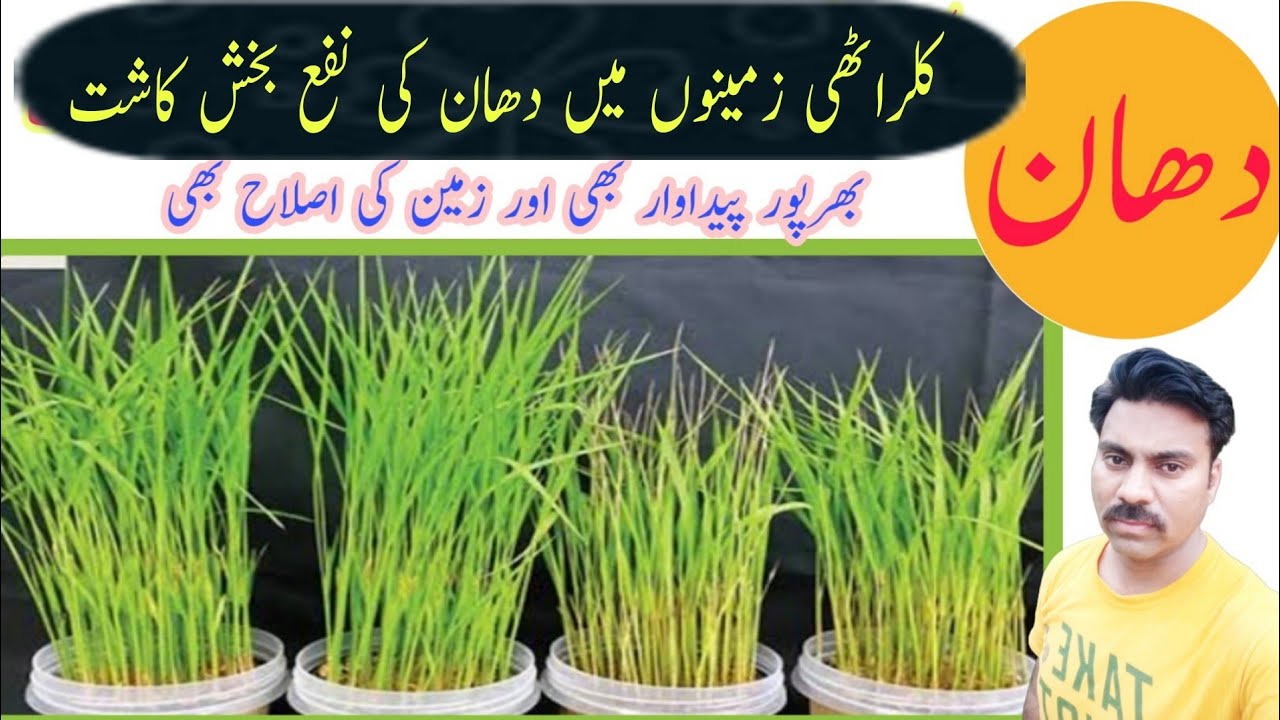 Rice cultivation in salts affected soil | How to grow rice in saline soil |How to use gypsum in soil