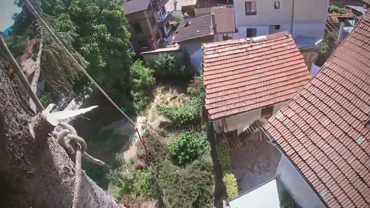 Tree removal in Bansko Bulgaria! Arborist in action 🤙🏻