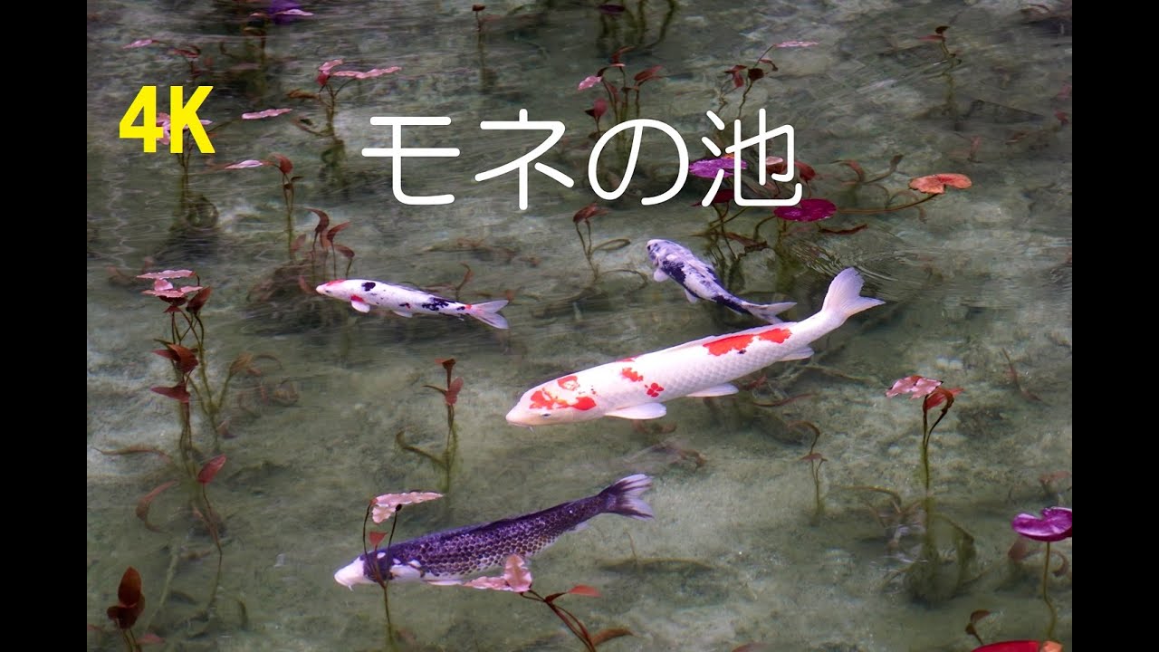 【4K】高画質　岐阜県 幻想的な モネの池　Japan fantastic Monet pond