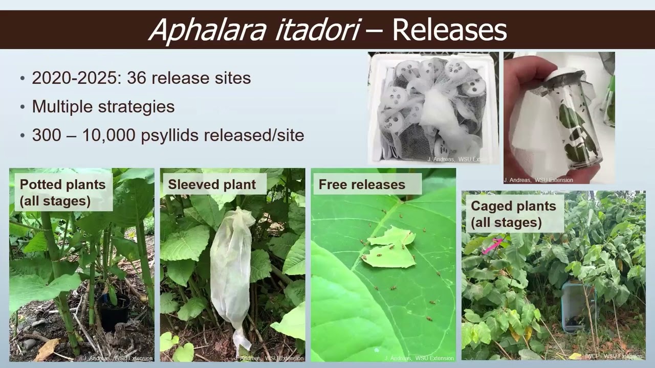 Knotweed Biocontrol Efforts in Washington State