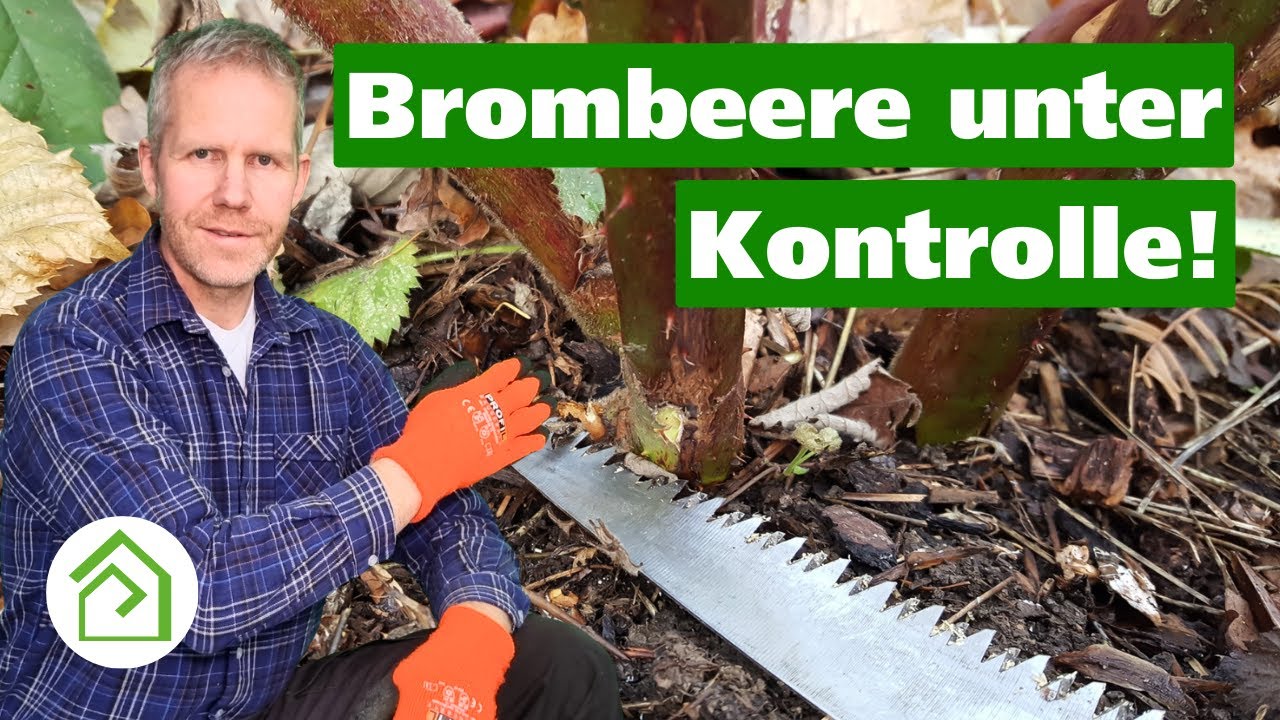 So schneidest du Brombeeren richtig &ndash; mehr Fr&uuml;chte, weniger Chaos!