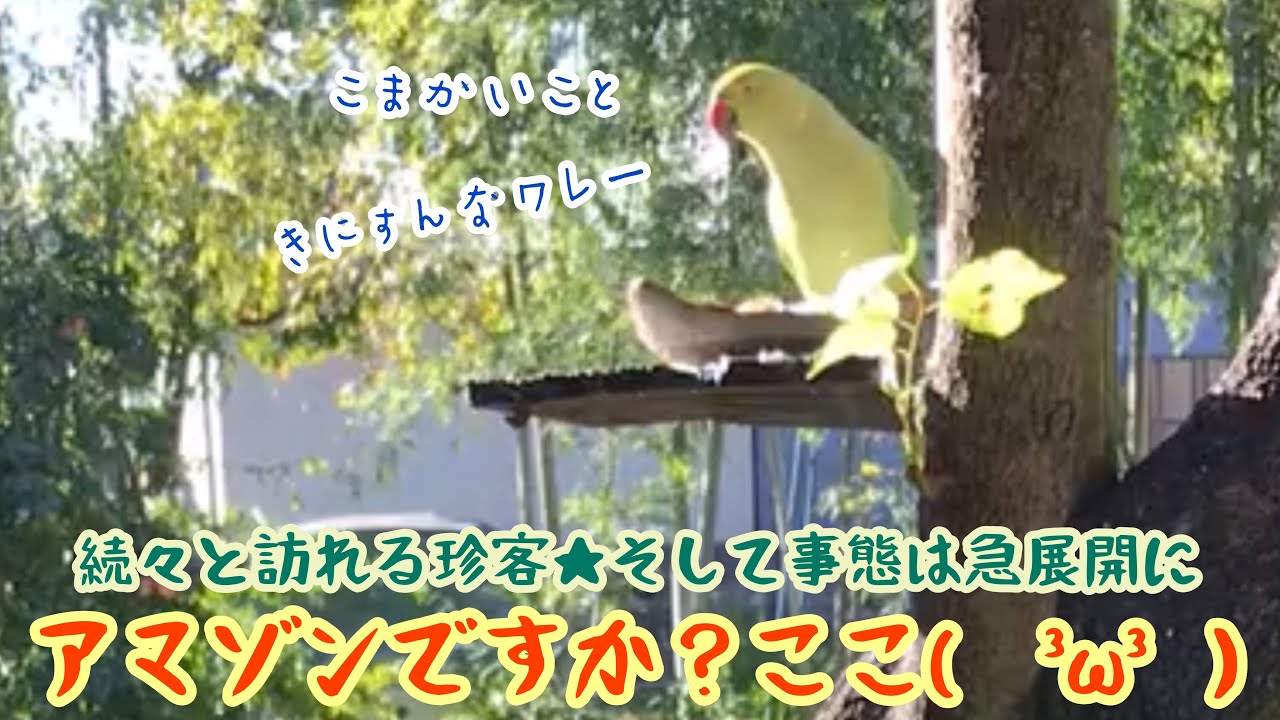 鳥の餌台を作ってみたら、ありえないのがたくさん来た★