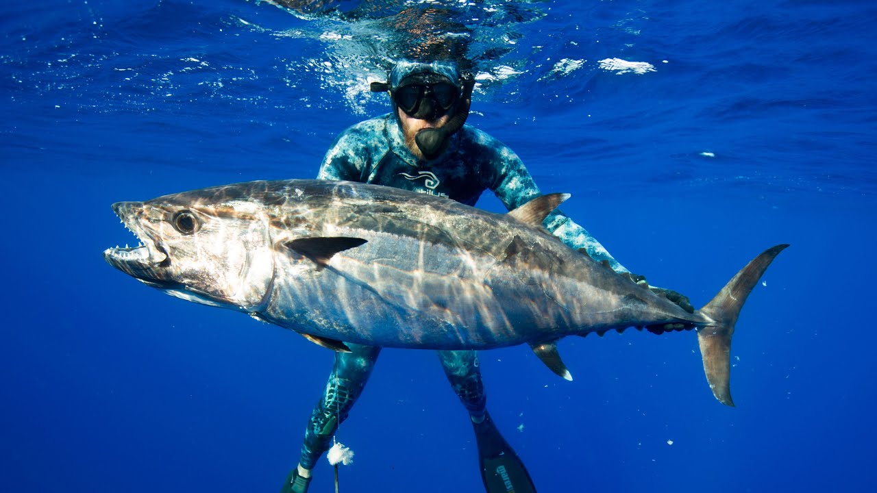 Spearfishing Dogtooth Tuna in Tonga - We find a Dogtooth Tuna Aggregation and it's EPIC! a Ep.9