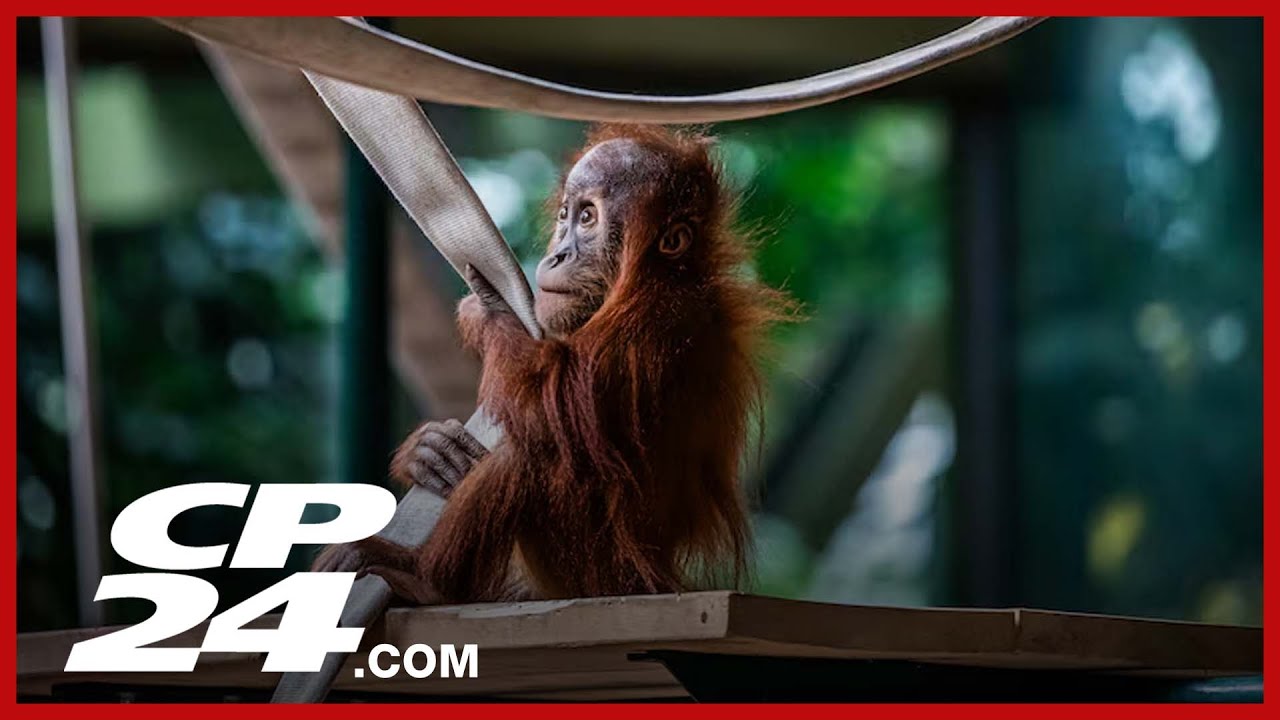 Toronto Zoo rings in the new year with a family-friendly celebration.