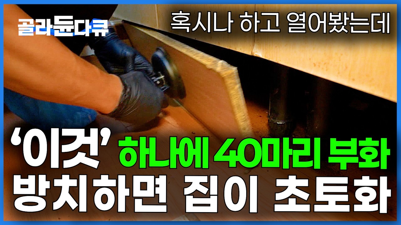 이미 수천 마리가 우리 집을 기어다니고 있다. 사계절 내내 번식하는 끔찍한 해충의 정체｜독일바퀴벌레 박멸｜극한직업｜#골라듄다큐