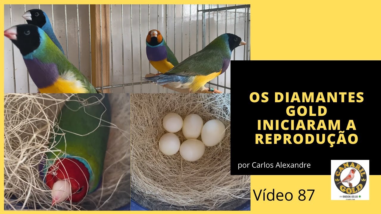 MOSTRANDO MEUS CASAIS DE GOLD E OS DISPONÍVEIS!