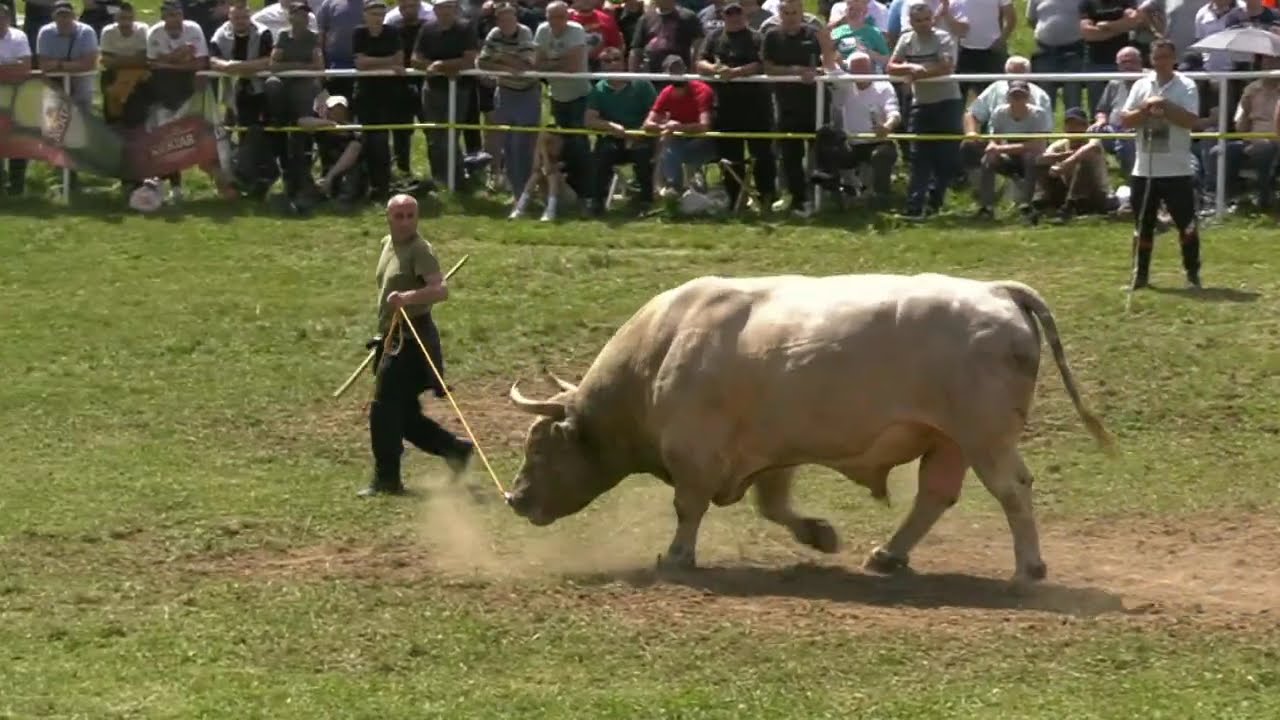 - GOLUB DADIN I TARZO BLAŽEVIĆA, LISKOVICA 2024 EDINOVA KORIDA