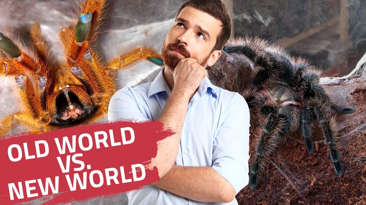 New- oder Old World als Einsteiger / Anfänger Vogelspinne? | Unterschied einfach erklärt