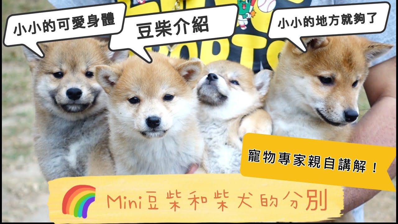 Mini 豆柴和柴犬的分別 | 寵物專家親自講解 | 如何飼養和注意 | 小小的可愛身體