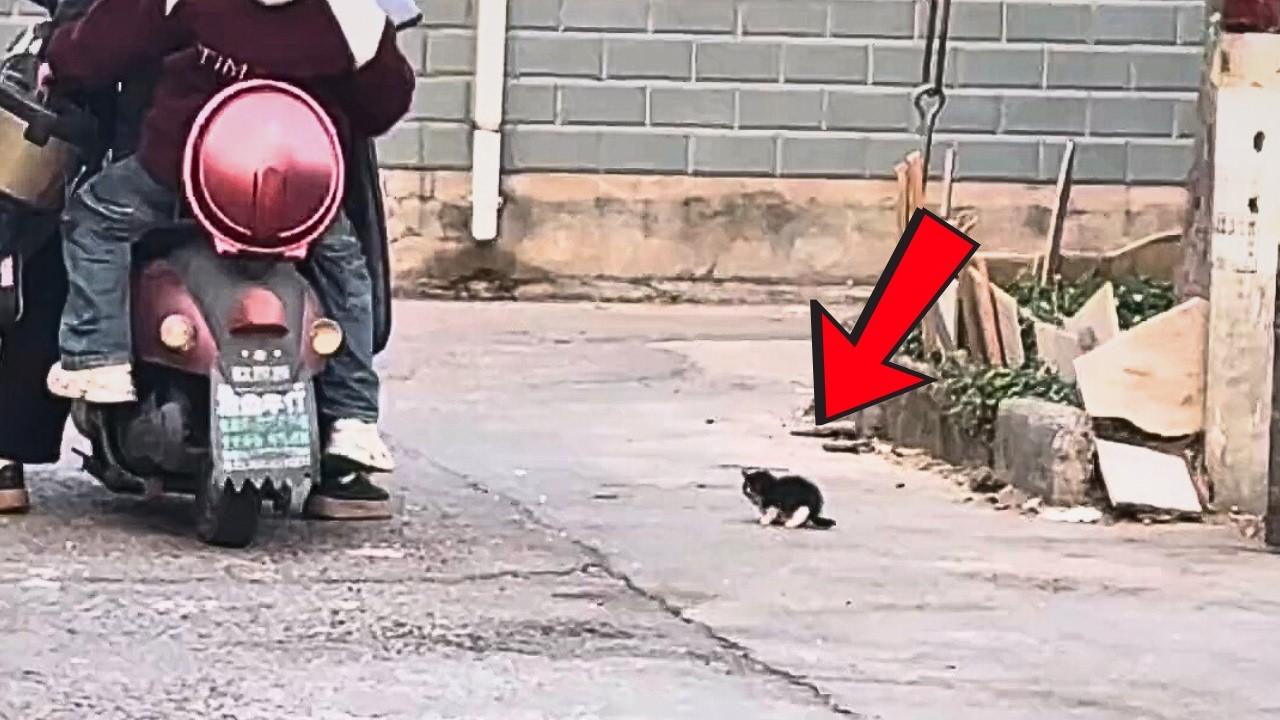 Слабый бездомный котёнок бродит у перекрёстка и мяукает, когда подходят, пытаясь найти дом.