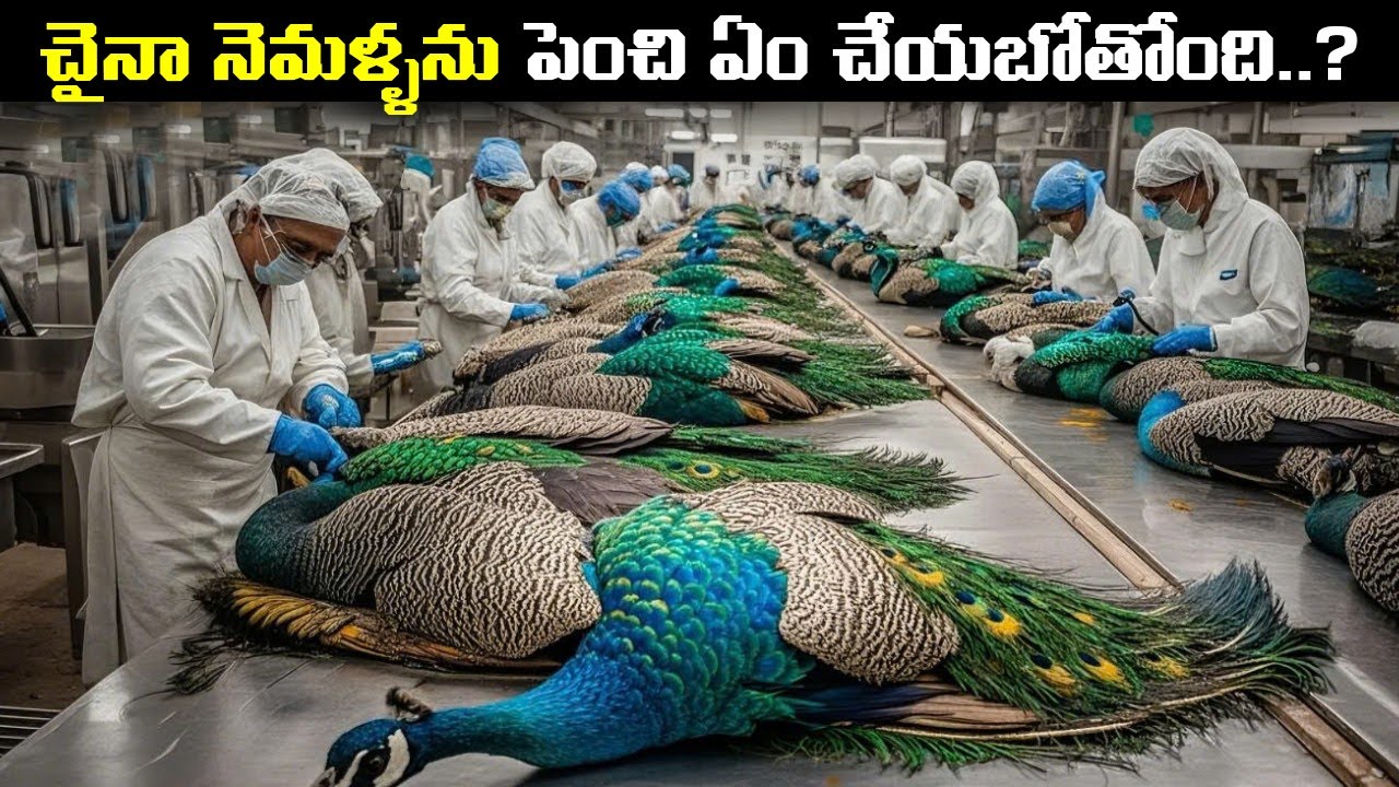 చైనా నెమళ్ళ వ్యాపారం చేసి కోట్లు సంపాదిస్తుంది ! China Peacock Farming Business | Telugu Brain