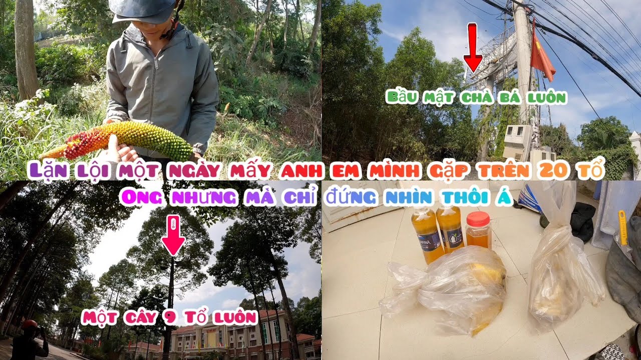 Hôm Nay Mấy Anh Em Mình Lặn Lội Cả Ngày Cũng Được 3 Tổ Có Mật Hơn 2 Lít Á 