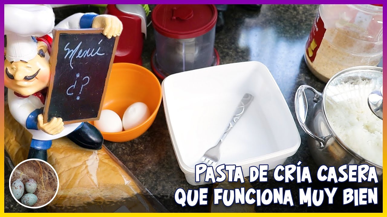 PASTA DE CRÍA CASERA que funciona MUY BIEN🦜