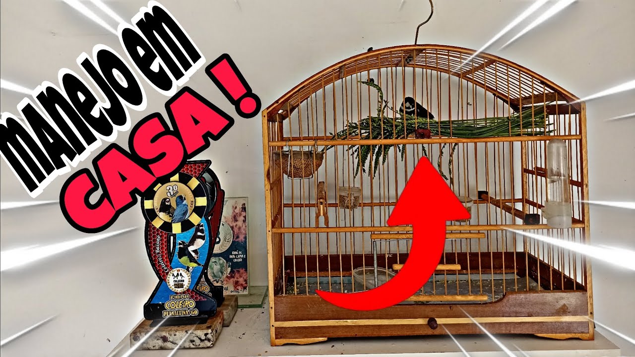 DESAFIO FOGUEAR COLEIRO GELADO PART 2 , COMO ACERTAR O MANEJO DA AVE FRIA EM CASA @manotom