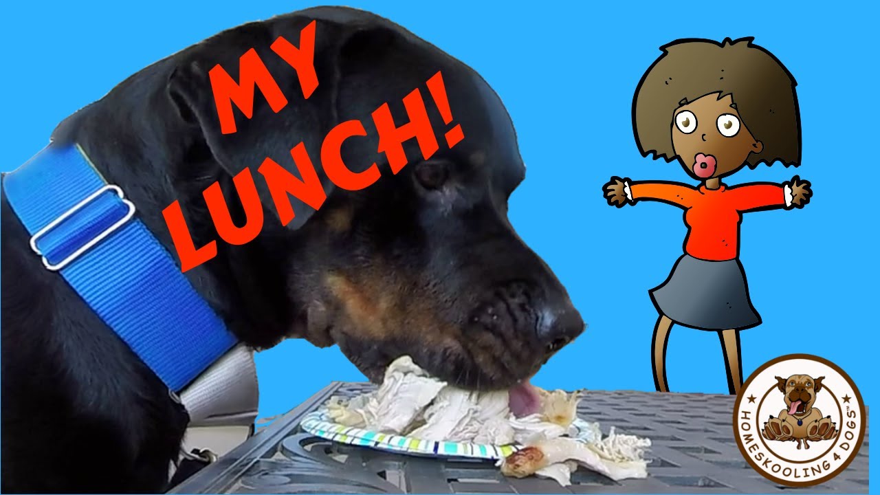 SAFELY TAKING FOOD AWAY FROM A DOG!