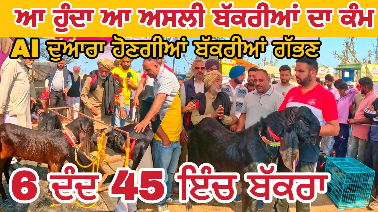 ਵੇਖੋ ਬਾਈ ਦੀ ਪਿਓਰ ਬੀਟਲ ਬ੍ਰੀਡ । AI in Goats | Pure Beetal goat  