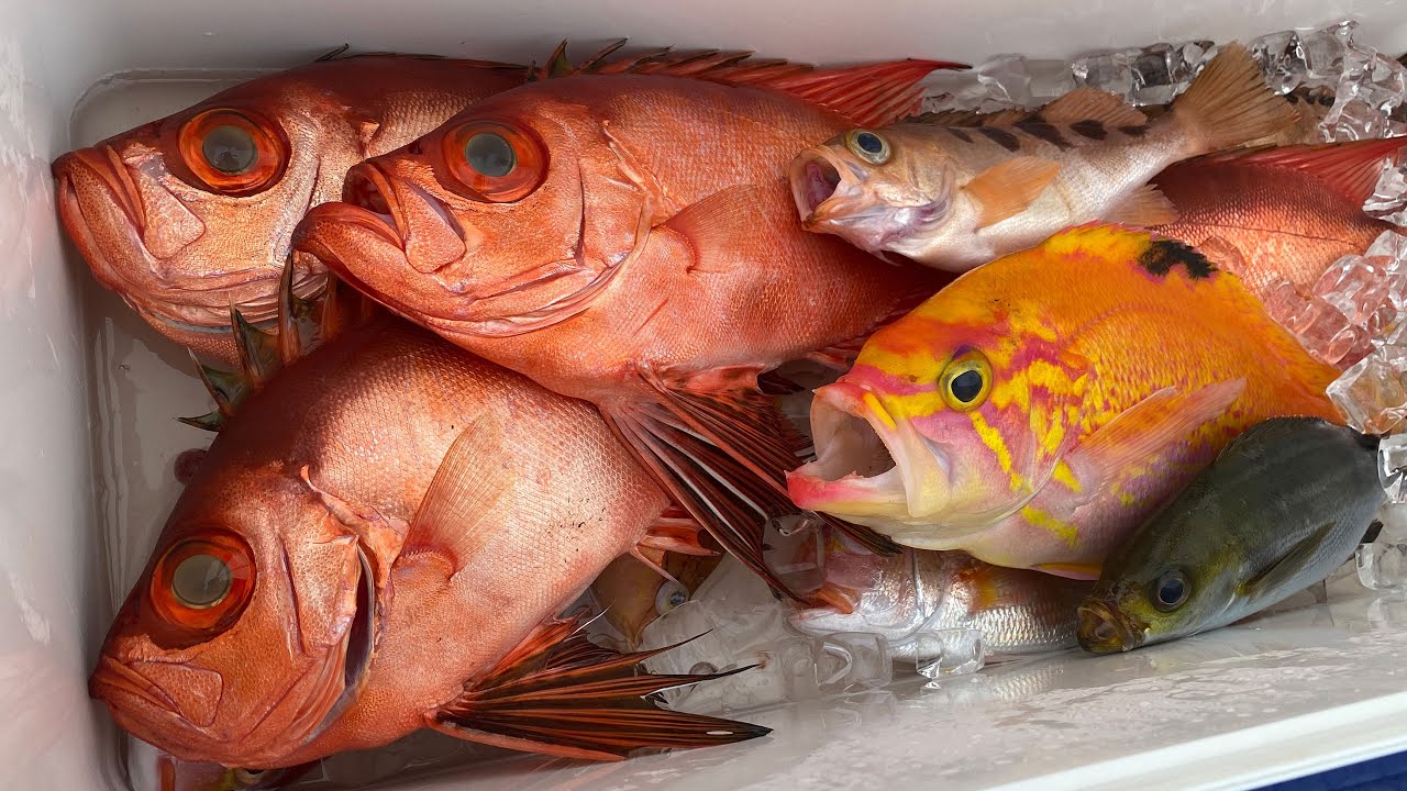 無難に遠征コマセ五目船！釣れる魚は全部本命？高級魚も狙う！【大津港・小川丸】