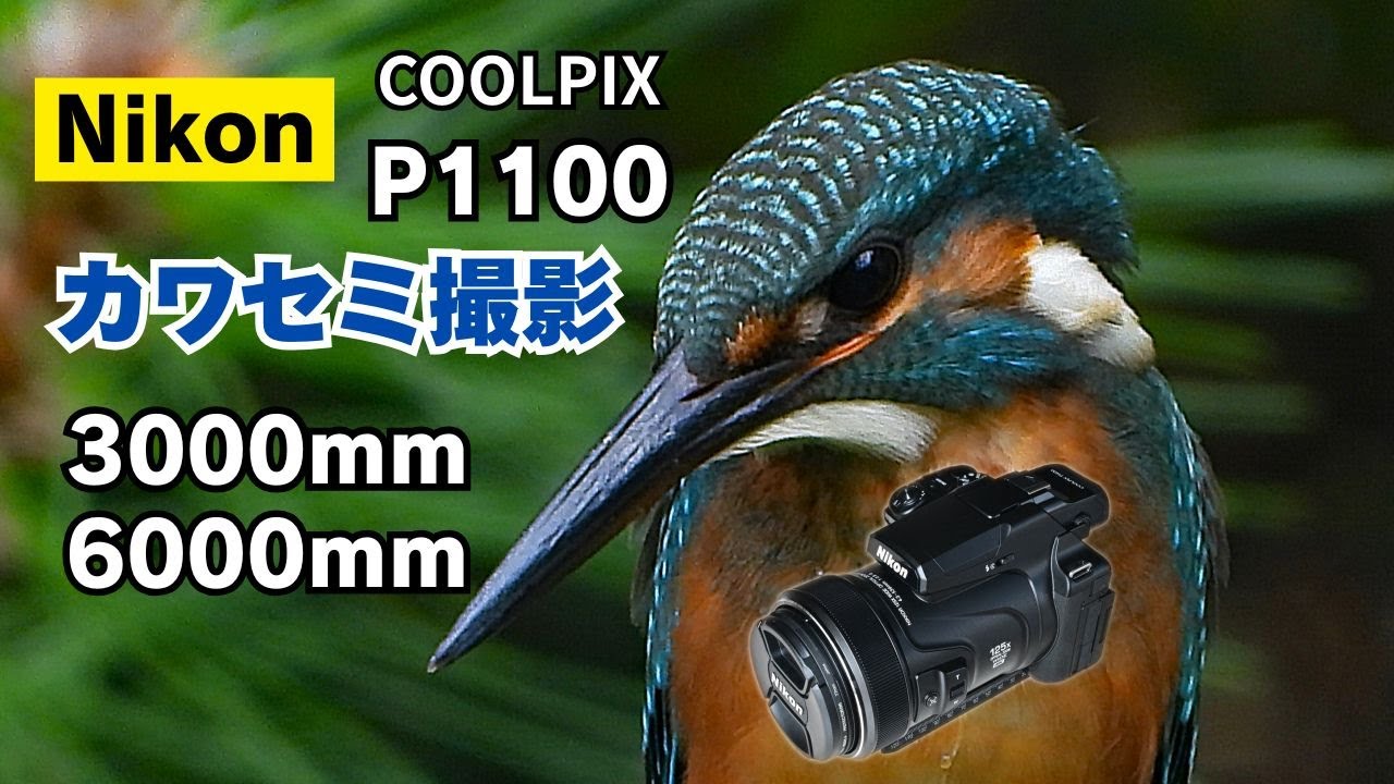 Nikon COOLPIX P1100 カワセミ撮影　3000mm・6000mm