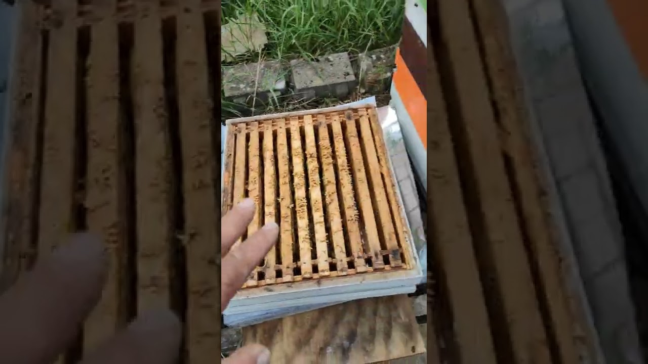 Sa bratom Radoslavom-1 dio  ispupceno leglo