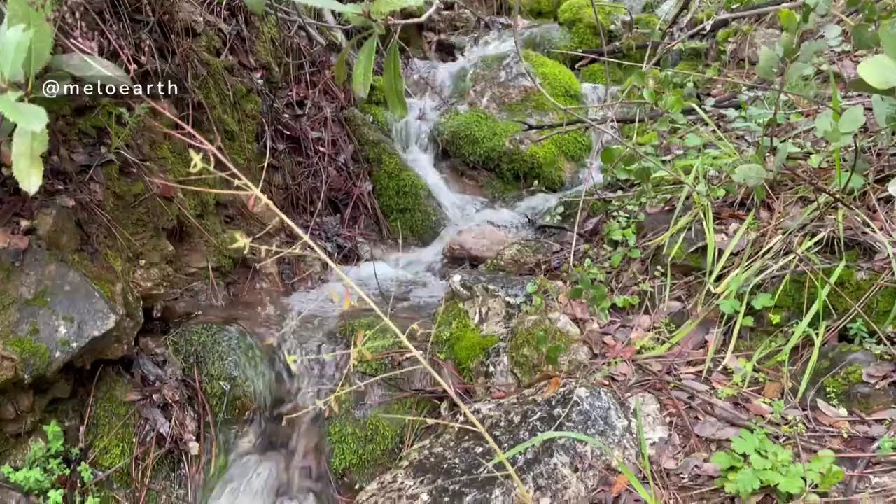 Taking the Dogs to the Waterfall