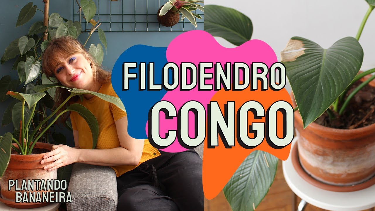 COMO CUIDAR DE FILODENDRO CONGO VERDE OU ROJO (vaso, onde colocar, rega) | PLANTANDO BANANEIRA