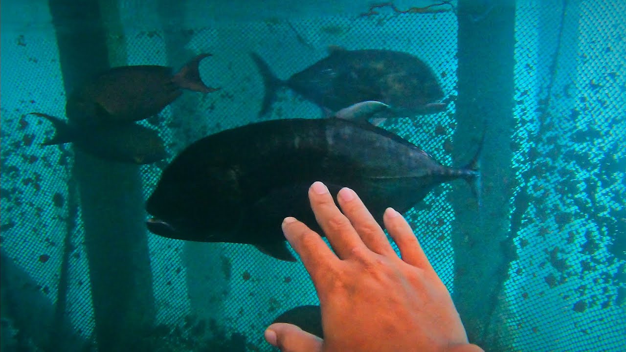 Bertemu Sarang Ikan Monster Di Kolom Rumah Suku Bajau