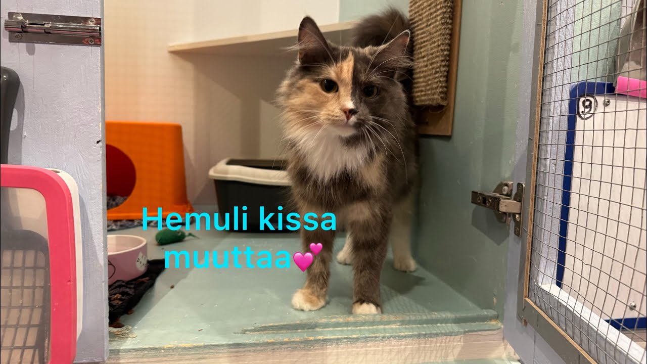 Vierashuoneen kissa Hemuli muuttaa uuteen kotiin💕