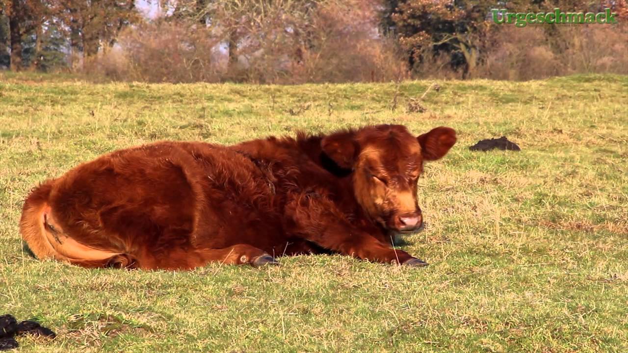 Extensive Weidehaltung mit Rindern (Ep. 78)