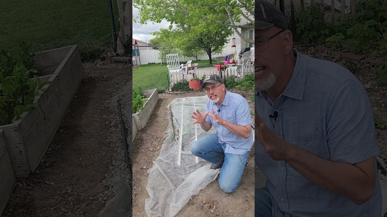 Keep bug off your vegetable plants with simple bug netting