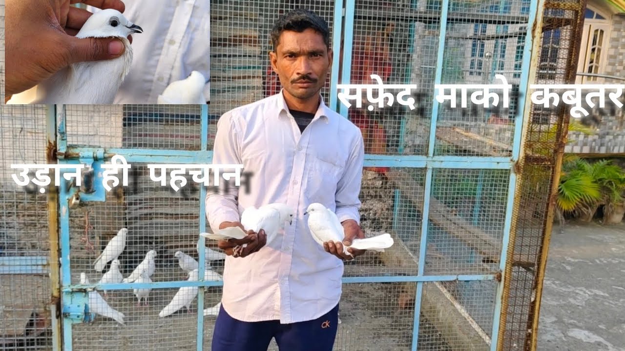 WHITE MAKO PIGEONS!  उड़ान ही पहचान #white #pigeon @Qaisarpigeonloft 
