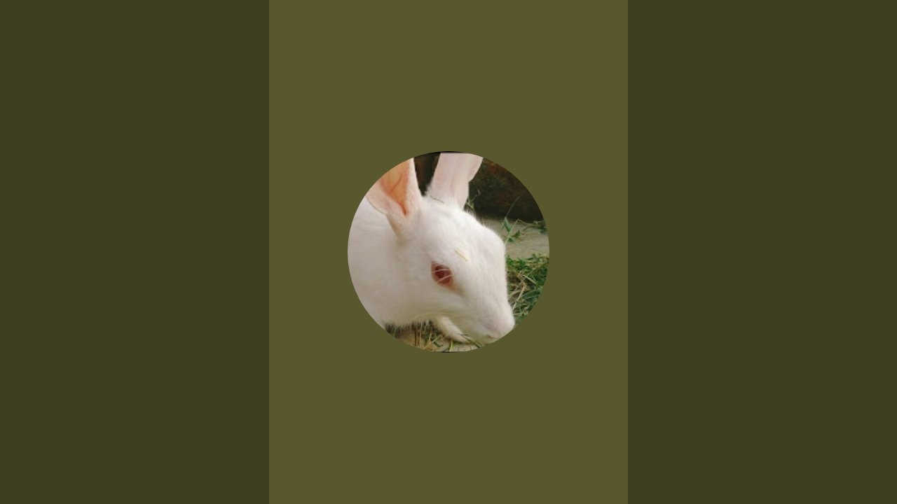 Shortielogs is live! #rabbits
