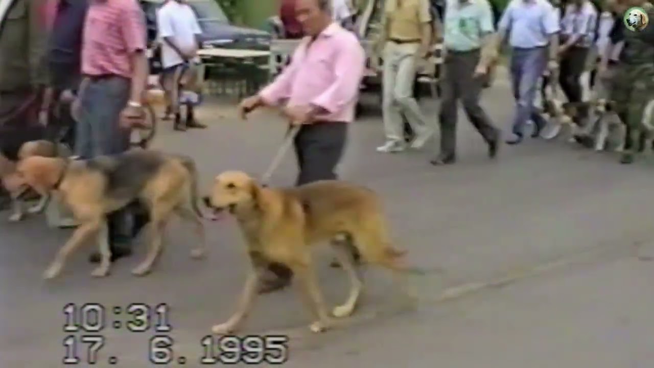 Московская выставка охотничьих собак 1995г