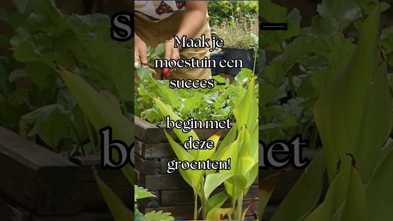 𝐌𝐚𝐤𝐤𝐞𝐥𝐢𝐣𝐤𝐞 𝐠𝐫𝐨𝐞𝐧𝐭𝐞𝐧 𝐯𝐨𝐨𝐫 𝐛𝐞𝐠𝐢𝐧𝐧𝐞𝐫𝐬  #moestuintips #permacultuur