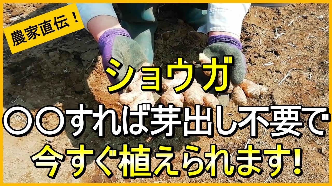 【生姜栽培】種生姜の準備～土作り・植え方のコツを徹底解説【有機農家直伝！無農薬で育てる家庭菜園】　25/4/10