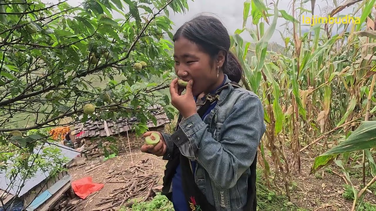 organic life of rural people || lajimbudha ||
