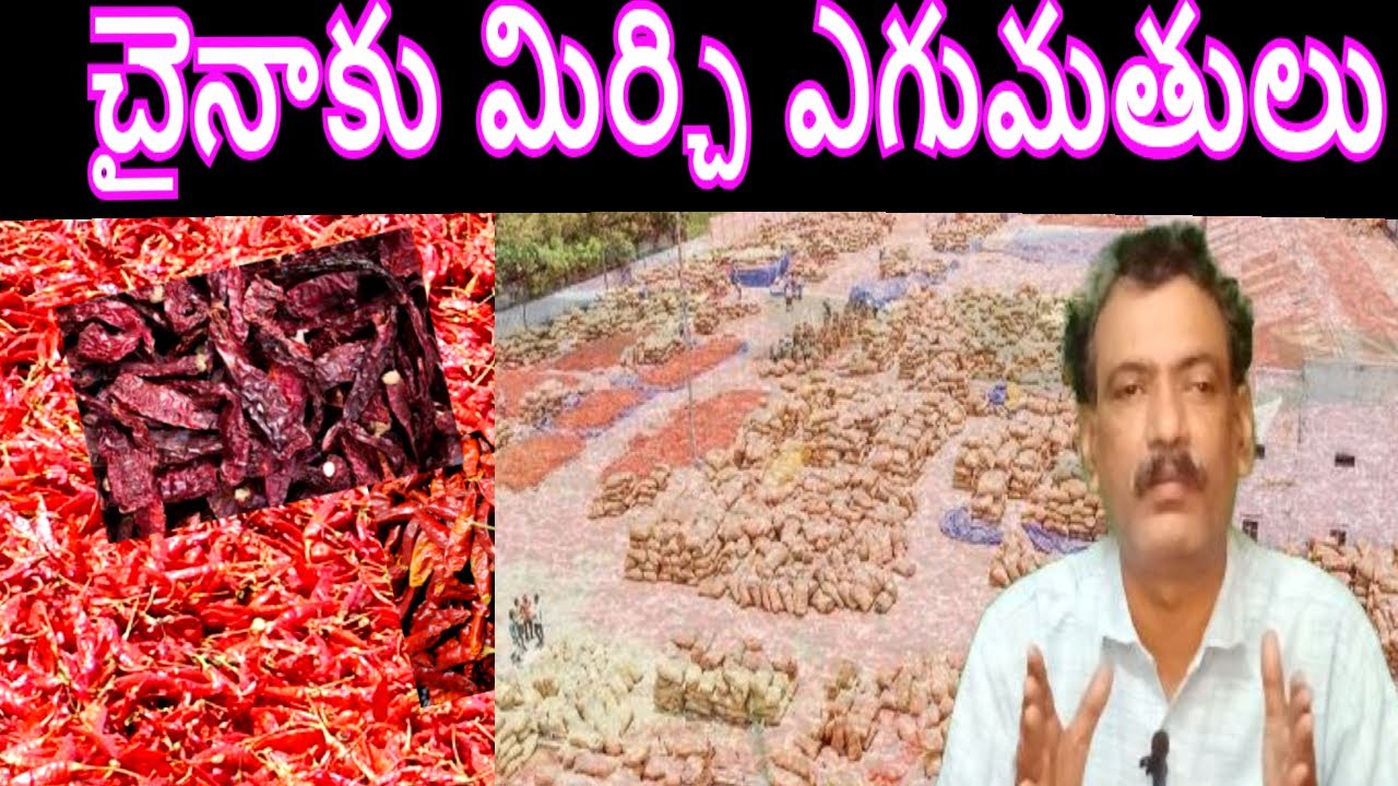 మిర్చి ఎగుమతులు పెరిగాయి😍 Guntur Mirchi Exports to China Chilli Exports Mirchi Price Mirchi Rate
