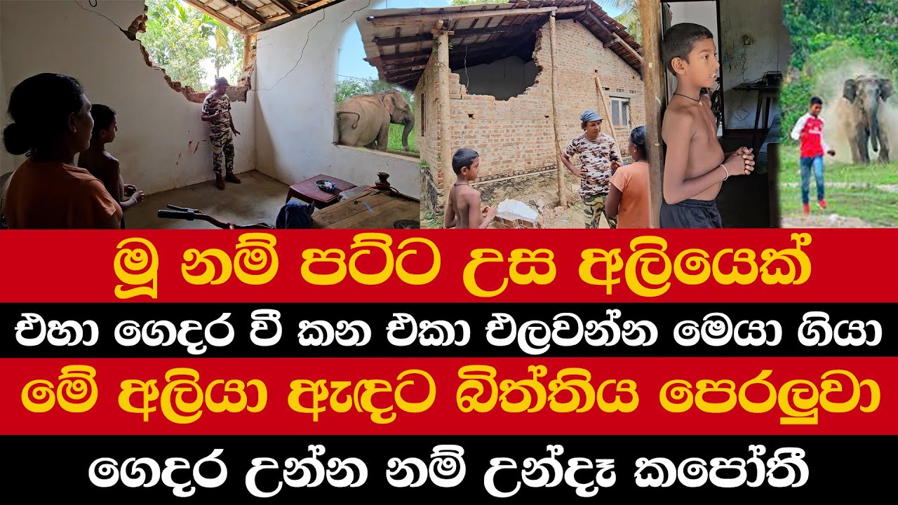 මූ නම් පට්ට උස අලියෙක් | එහා ගෙදර වී කන එකා එලවන්න මෙයා ගියා |මේ අලියා ඇඳට බිත්තිය පෙරලුවා