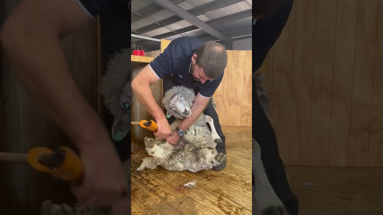 How to crutch a sheep, step by step guide with Australian Shearing Trainer Nick