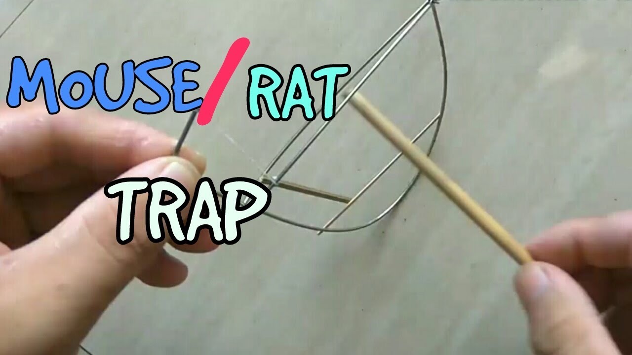 Homemade Mouse/Rat Trap||2017