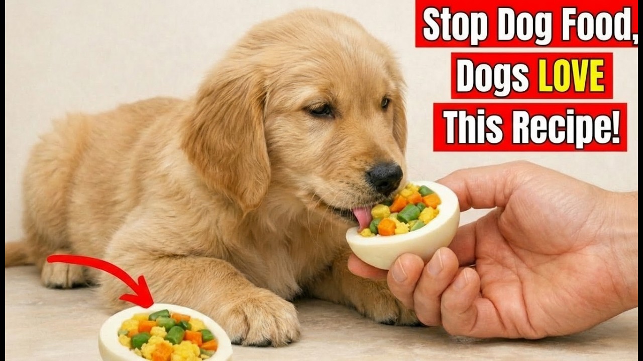 Stop Buying Dog Food 🚫 These 18 Homemade Meals Changed My Dog’s Health Forever